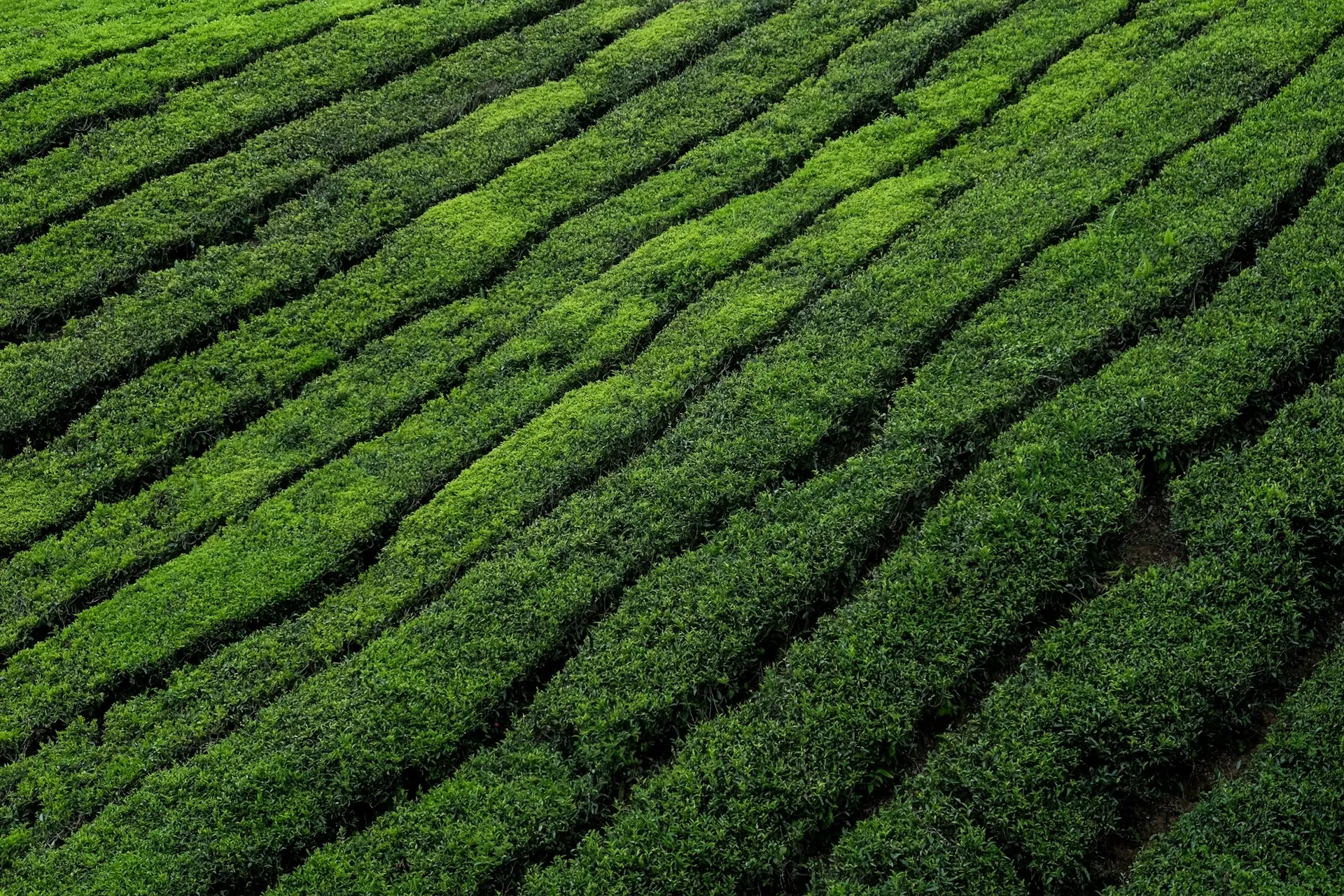 Lợi ích sức khỏe tuyệt vời của trà xanh